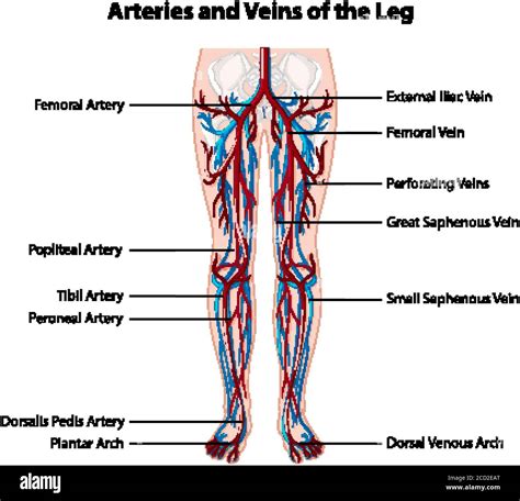 Veins arteries leg hi-res stock photography and images - Alamy