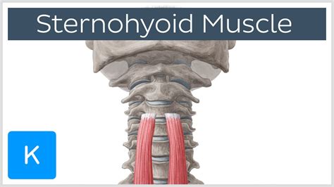 Origin and Insertion of the Sternohyoid Muscle - Human Anatomy | Kenhub - YouTube