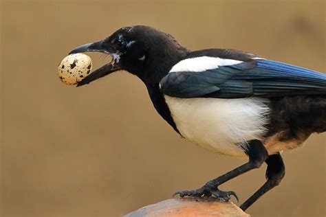 Can Birds Eat Eggs? Absolutely, and Here’s Why!