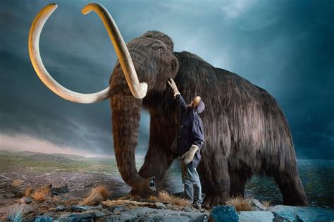 Woolly mammoths are extinct. Here’s why they may be considered ...