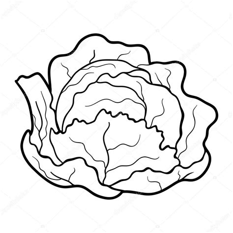 Cabbage Drawing at GetDrawings | Free download