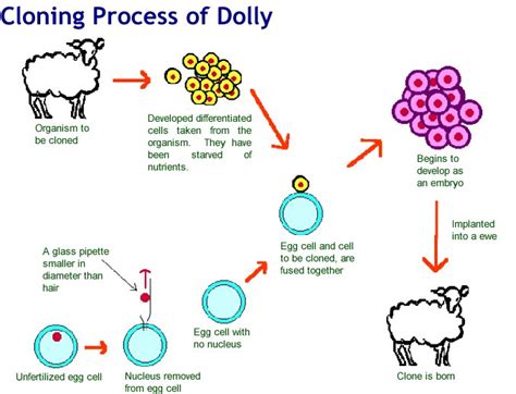 Animal genetic cloning on emaze