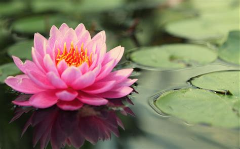 Lotus Flower Images Full HD Pictures And Wallpapers