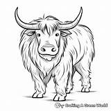 Yak Coloring Pages  Free & Printable sketch template