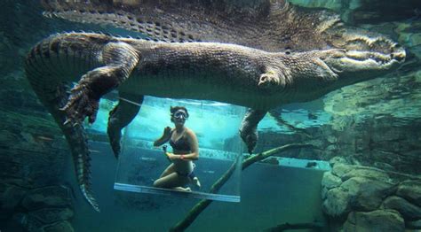 Cage Of Death Lets You Get Up Close With Crocodile In The Water - SHOUTS