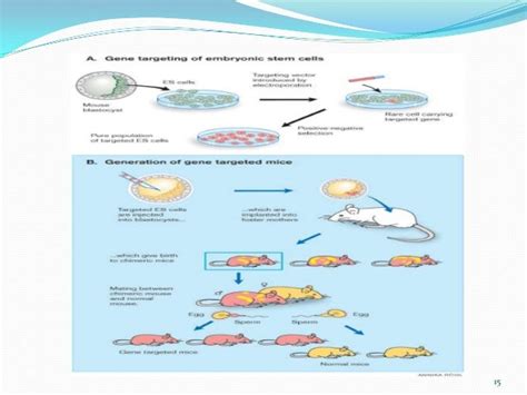 Genetic engineering in animal cells