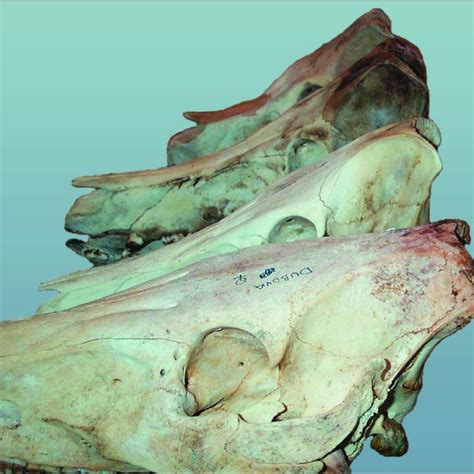 Left: skull of wild pig. Right: skull of domestic pig. A: mandibular... | Download Scientific ...