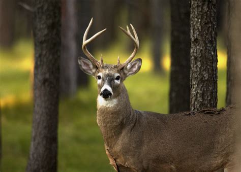 Continuing the conservation of Michigan's wildlife | The Rapidian