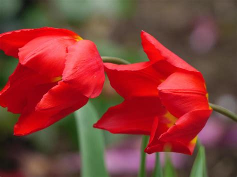 Spring flowers in germany 10057618 Stock Photo at Vecteezy