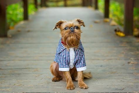 8 Dogs with Beards — Adorable Dogs with Mustaches