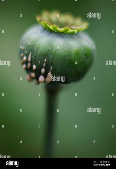 Papaver somniferum 'Opium Poppy' 'Harvesting Opium' 'Opium Latex' Stock ...