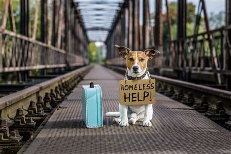 Help For Homeless Pets: How Can You Help Local Shelters And Rescues? - Ultimate Pet Nutrition