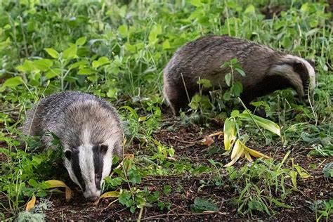 Speyside Wildlife - All You Need to Know BEFORE You Go (2024)