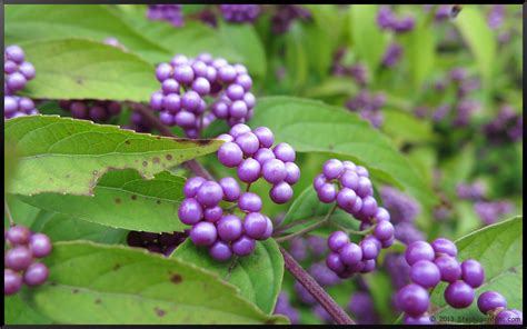 Purple Beautyberry Bush – Stephi Gardens