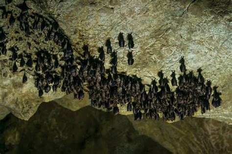 Royalty Free Bat Cave Pictures, Images and Stock Photos - iStock