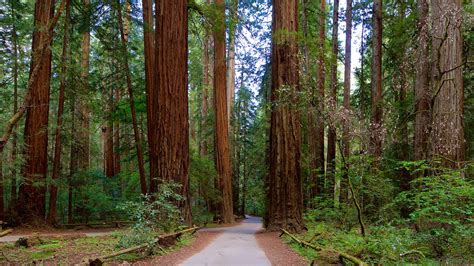 Armstrong Redwoods State Park in Guerneville, California | Expedia