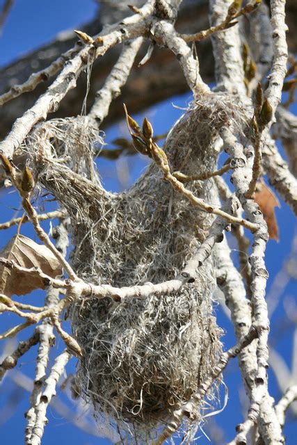 hanging bird nest identification