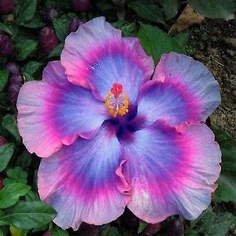 Flower Seeds Giant purple Hibiscus Exotic Coral Flowers 20 | Etsy