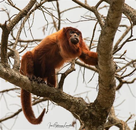 Bolivia Wildlife Tours [Award Wining Tours and Guides]