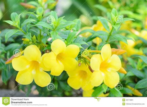 Allamanda cathartica stock image. Image of closeup, buttercup - 46174891