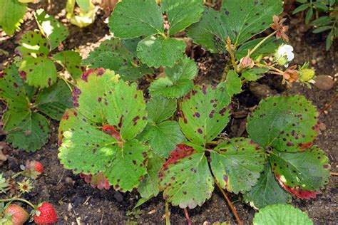 The 19 Most Common Strawberry Plant Pests and Diseases