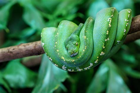 Green Tree Python Fact Sheet - C.S.W.D