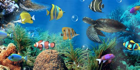 Free Wallpapers For Desktop Aquarium Aquarium Wallpaper Wallpapers Hd