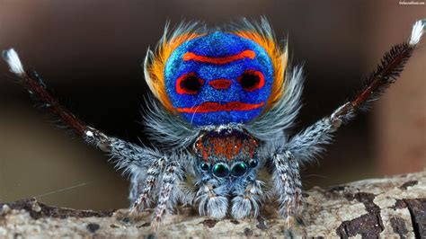 The 21 Coolest Spiders Ever To Haunt Your Dreams | Schattigste dieren ...