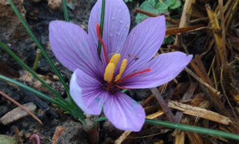 Growing Saffron: A Complete Guide to Planting and Taking Care of ...