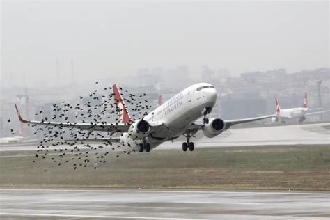 3 ways airports can reduce the risk and incidence of bird strike | Scarecrow