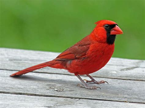 Birds of North America: CARDINALS