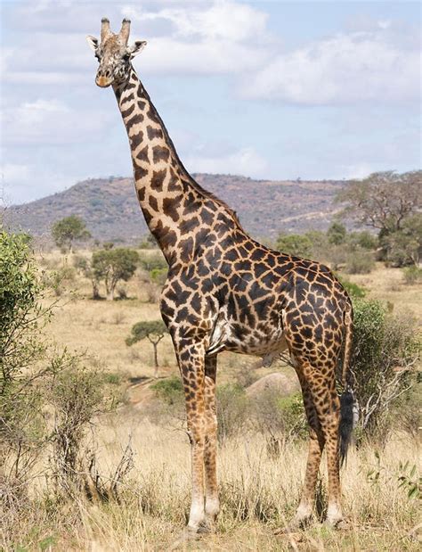 Masai Giraffe Facts, Habitat, Diet, Life Cycle, Pictures