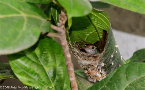 Tailorbird Common (Orthotomus sutorius) in nest - India - World Bird Photos