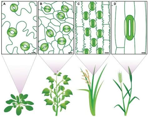 34+ how to calculate stomatal density - MorganFawaad