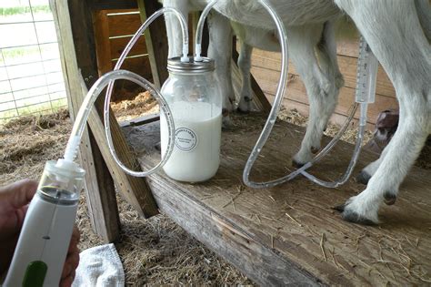 How to Build a Cow Milking Machine | eBay