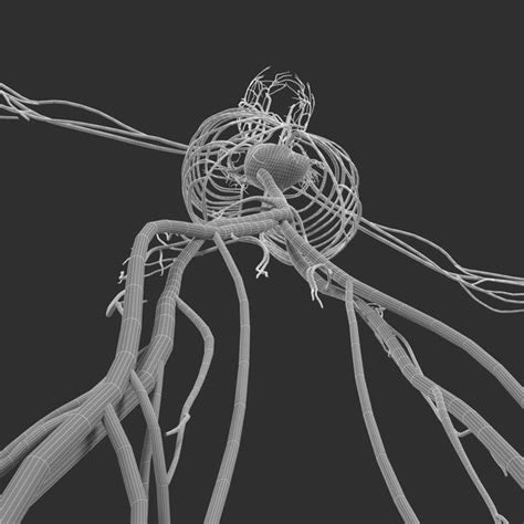 Human circulatory - 3D - TurboSquid 1217094