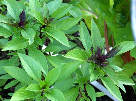 Thai Basil - Growin Crazy Acres