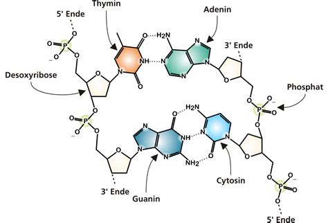 Molecular Structure of DNA. If you don’t know what DNA is, please… | by Gato Quantico | Medium