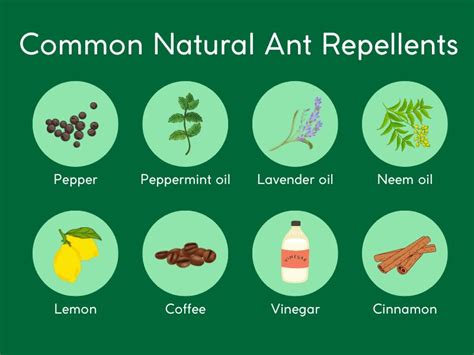 Ant Repellents: Natural Ways To Get Rid Of Ants