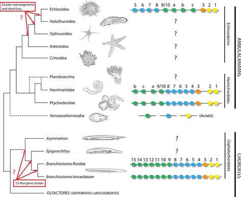 File:Hox deuterostomes phylogenetic tree.jpg - Embryology