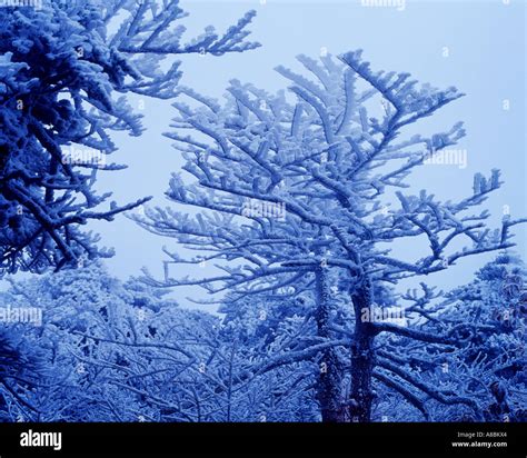 Jeju Island Snow scene Winter Stock Photo - Alamy