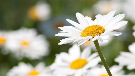 Daisy Desktop Wallpapers - Wallpaper Cave