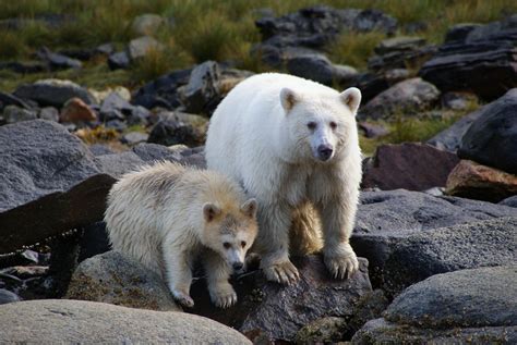 Kermode Bear: Rare Spirit Bear of British Columbia