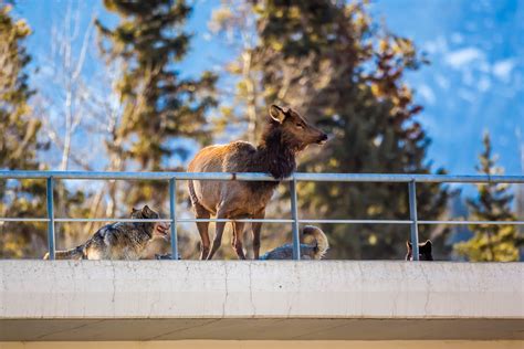 Wolf pack hunts elk above Canadian highway – and that's actually a good thing | Predator vs Prey ...