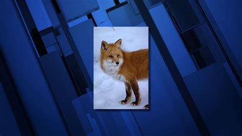 Sierra Nevada red fox population gains endangered species status - KTVZ