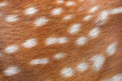 Texture Deer Fur Stock Photos, Images, & Pictures - 258 Images