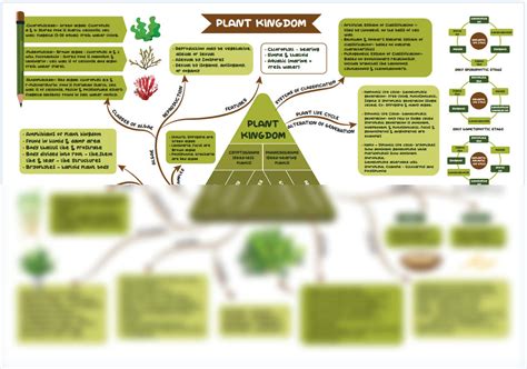 Plant Kingdom Diagram