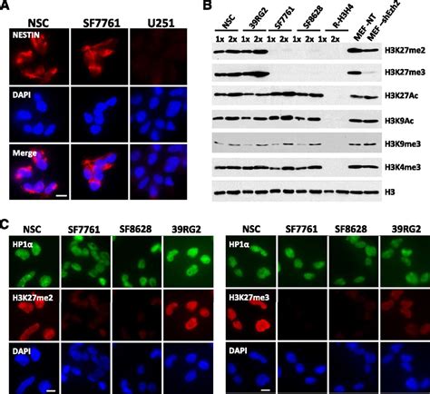 The histone H3.3K27M mutation in pediatric glioma reprograms H3K27 ...