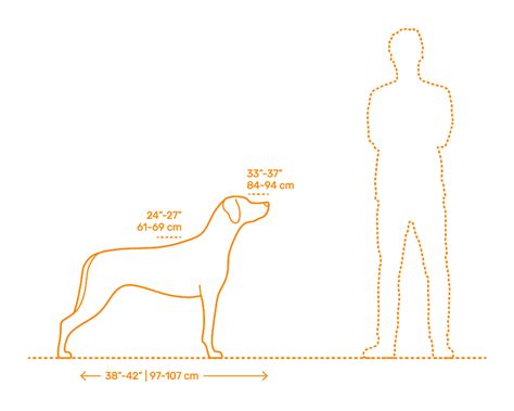 Rhodesian Ridgeback Dimensions & Drawings | Dimensions.com