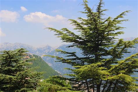 Travel To The Cedars Of God Lebanon | The Best Choise